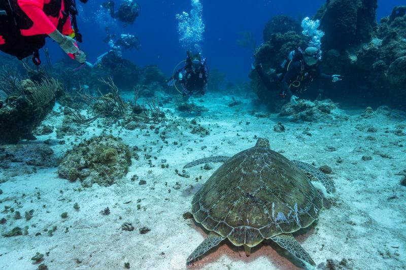 PADI Discover Scuba Course PADI Discover Scuba Course