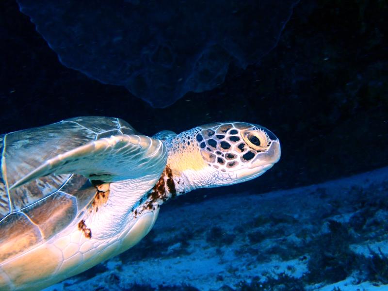 Single Day Dive Packages Single Day Dive Packages