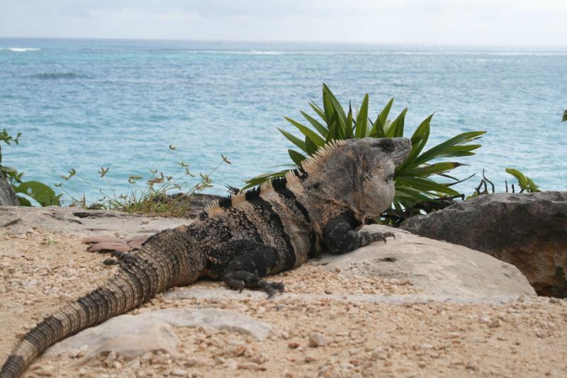 Tulum, Coba and Cenote Private Luxury Tour