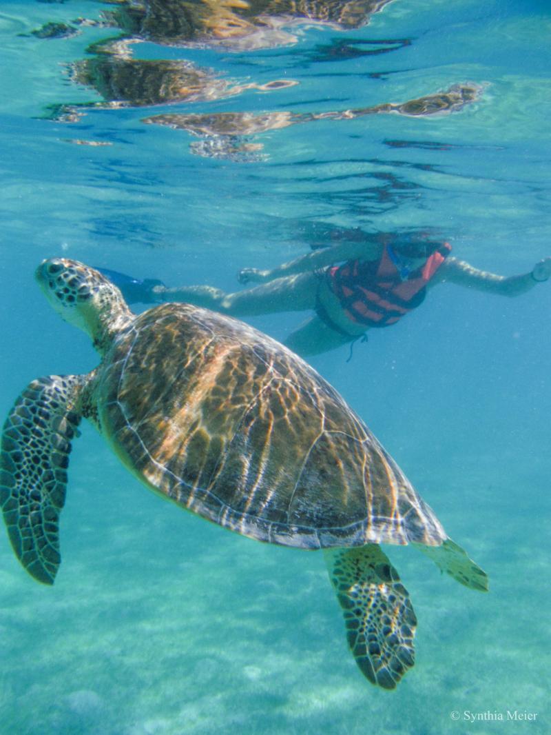Private Luxury Sea Turtle Tour