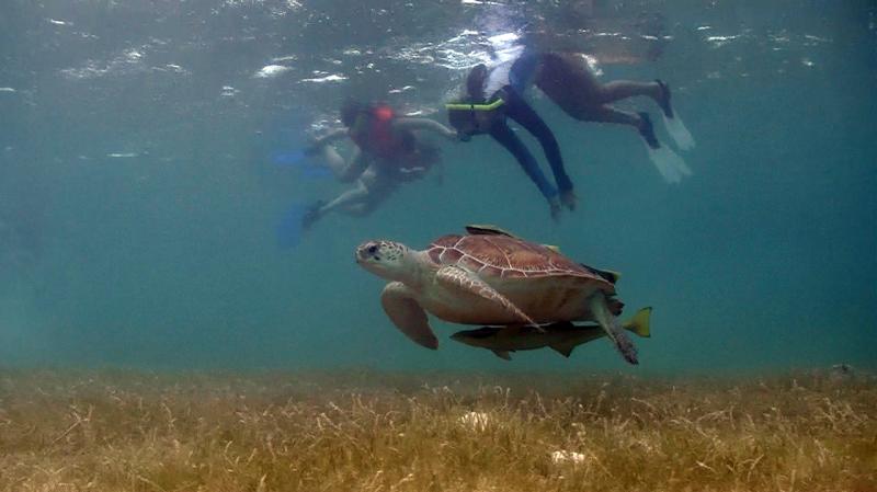 Private Luxury Sea Turtle Tour