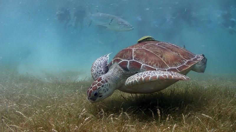 Private Luxury Sea Turtle Tour