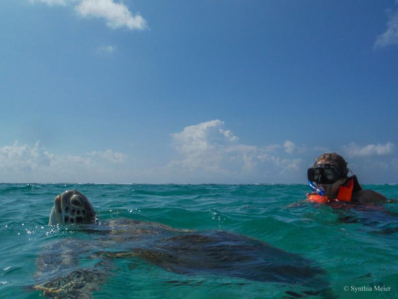 Regular Private Sea Turtle Tour