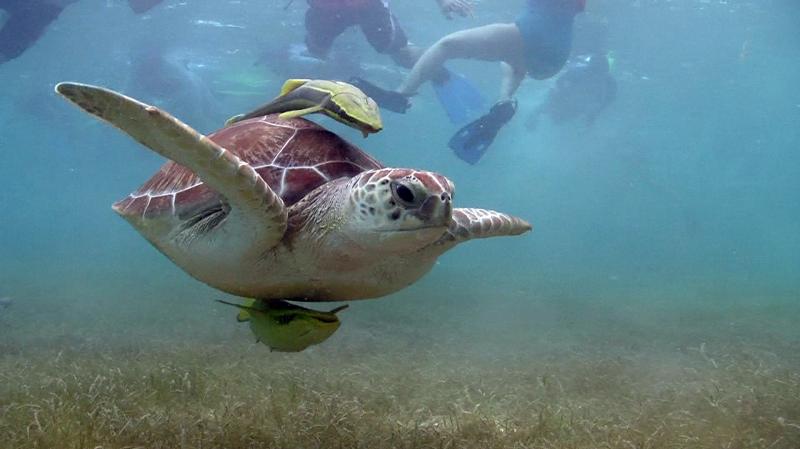 Regular Private Sea Turtle Tour