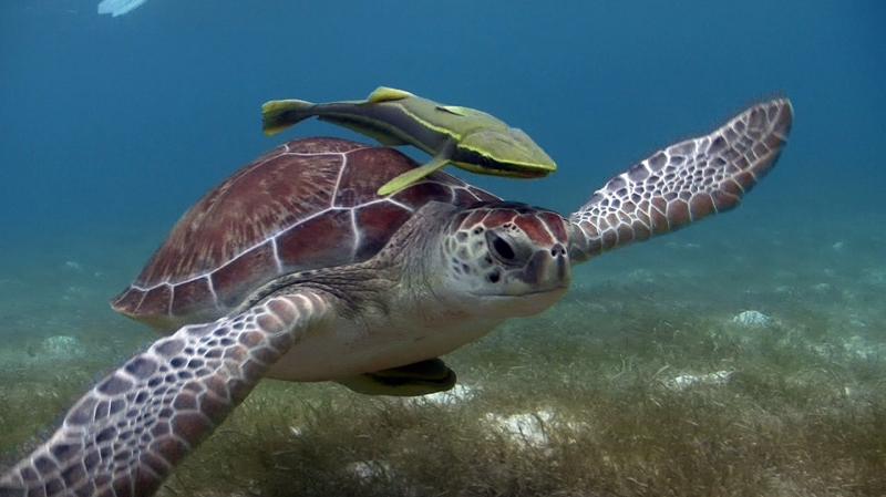 Regular Private Sea Turtle Tour