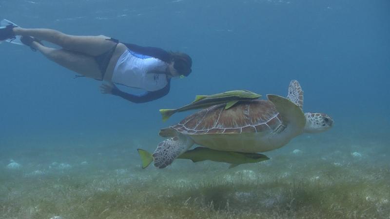 Regular Private Sea Turtle Tour