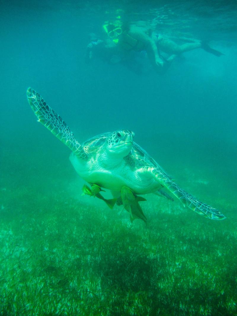Regular Private Sea Turtle Tour