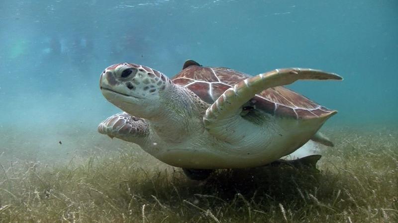 Regular Private Sea Turtle Tour