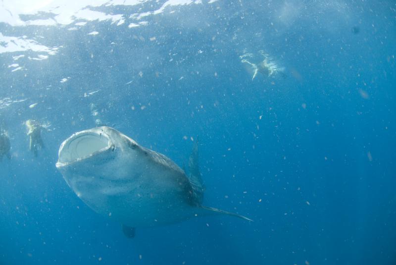 Tour Tiburon Ballena Privado de Lujo (Cancun)