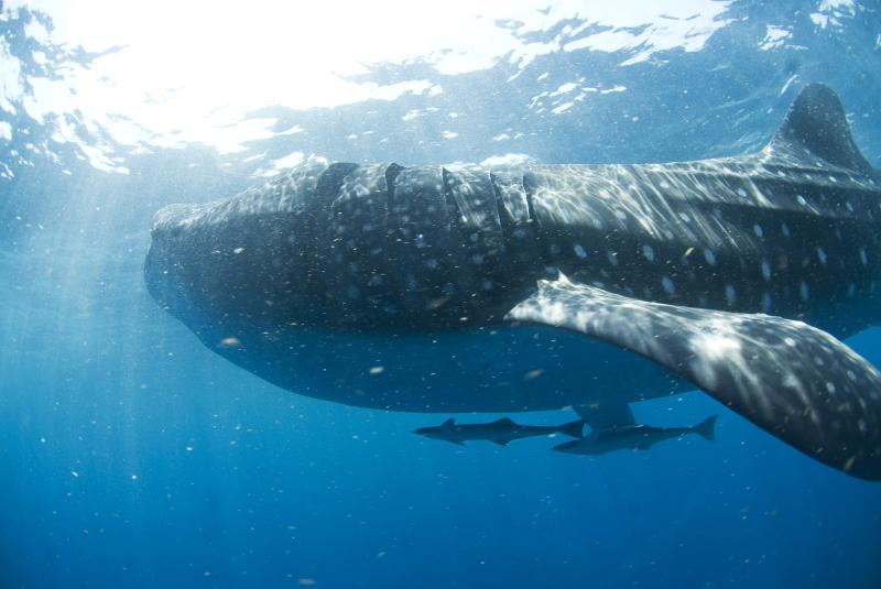 Tour Tiburon Ballena Privado de Lujo (Cancun)