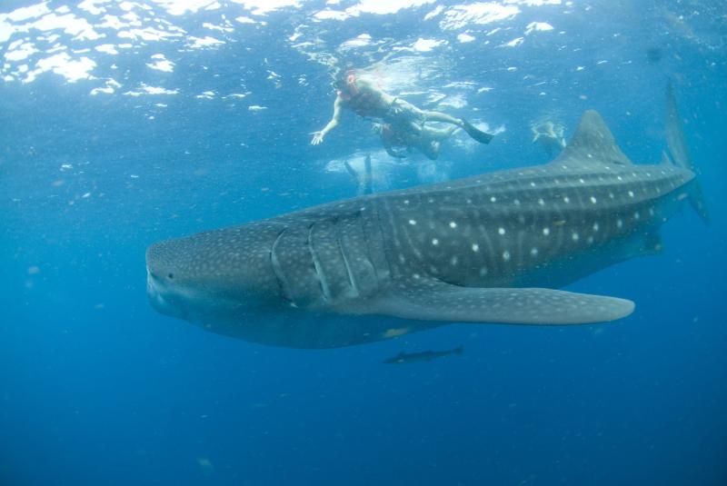 Tour Tiburon Ballena Privado de Lujo (Cancun)