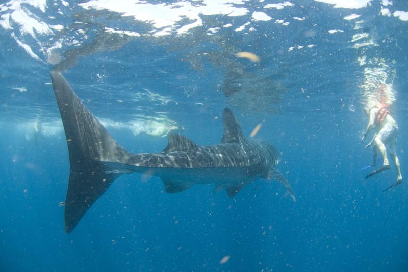 Tour Tiburon Ballena Privado de Lujo (Cancun)