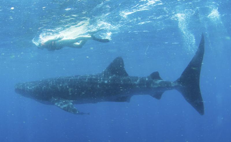 Tour Tiburon Ballena Privado de Lujo (Cancun)