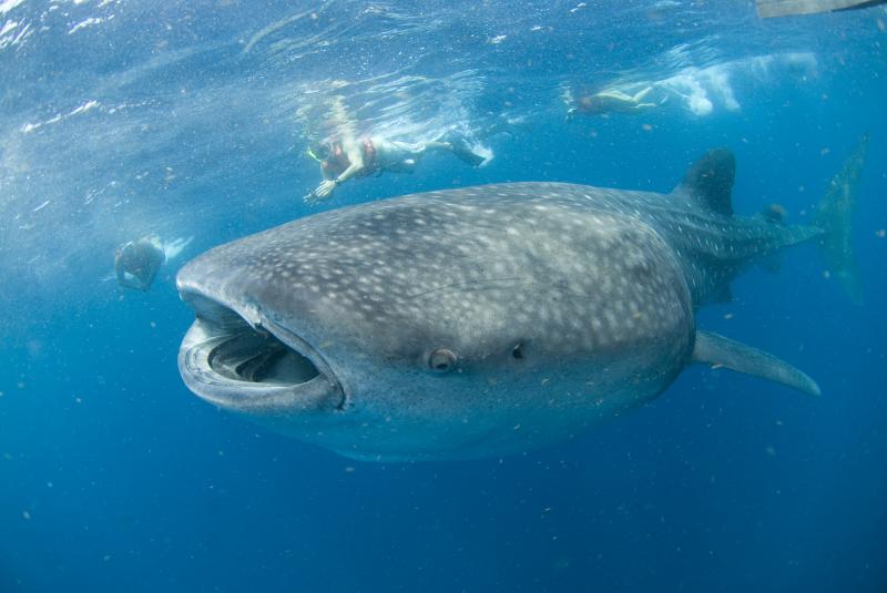 Tour Tiburon Ballena Privado de Lujo (Cancun)