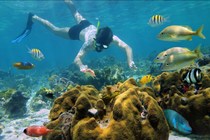 Turtle & Cenote Express