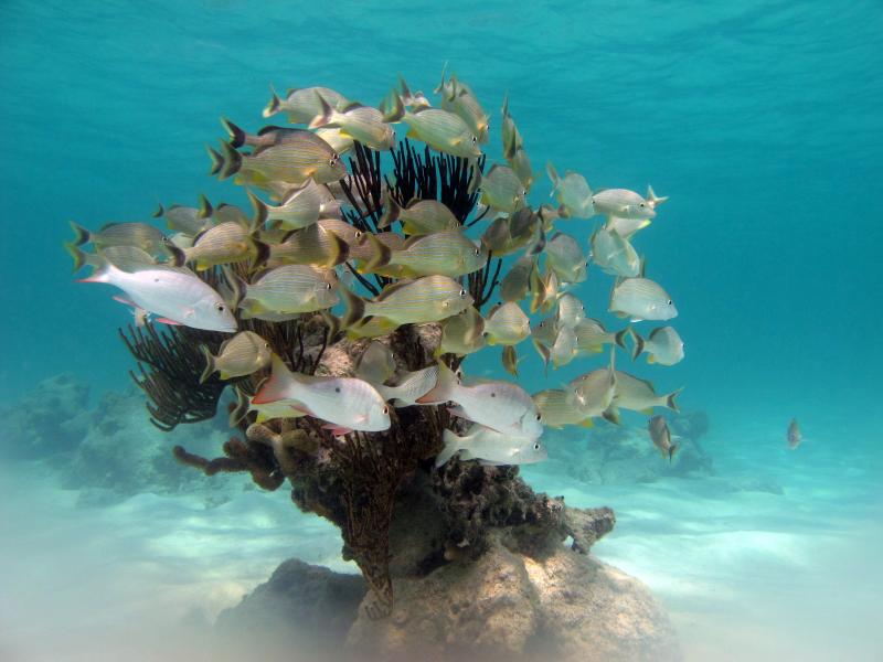 Snorkel Xtreme 	