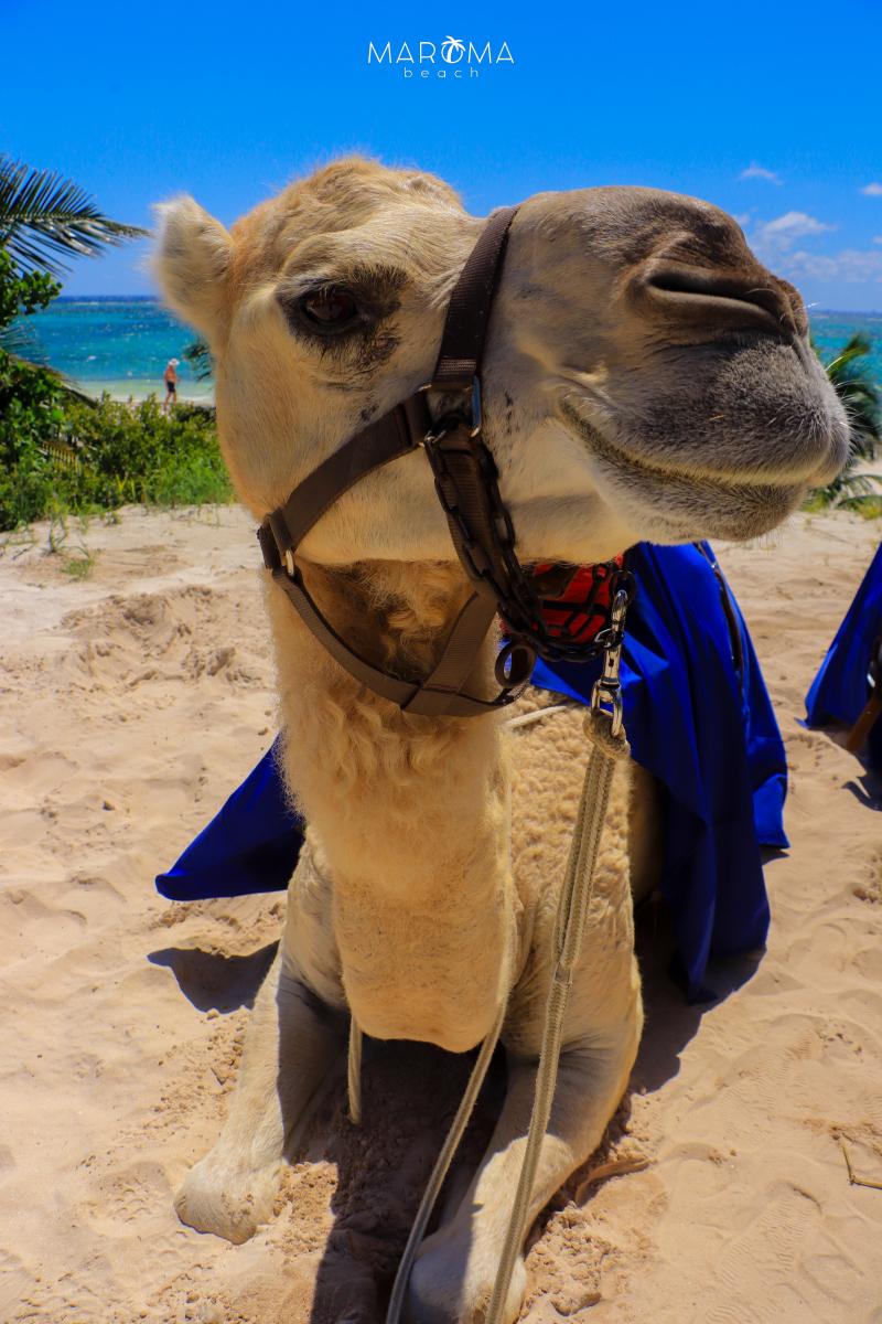 Camel Caravan Expedition