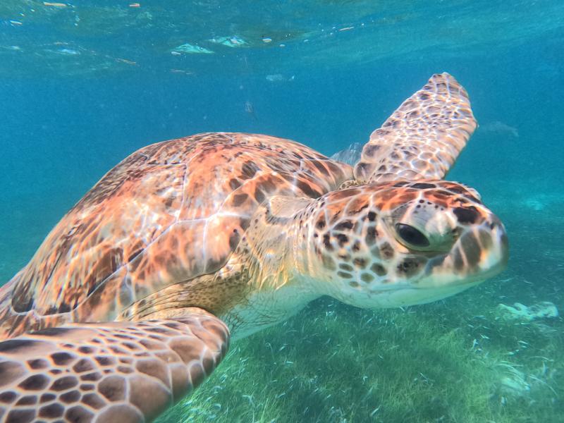 Catamaran & Reef Snorkel Deluxe