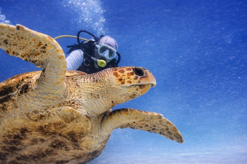 Discover Scuba Diving