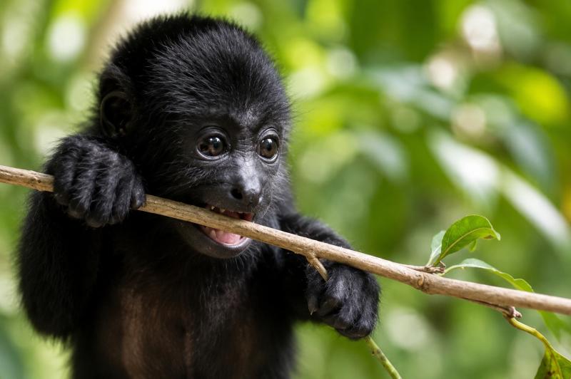 Monkey Snorkel