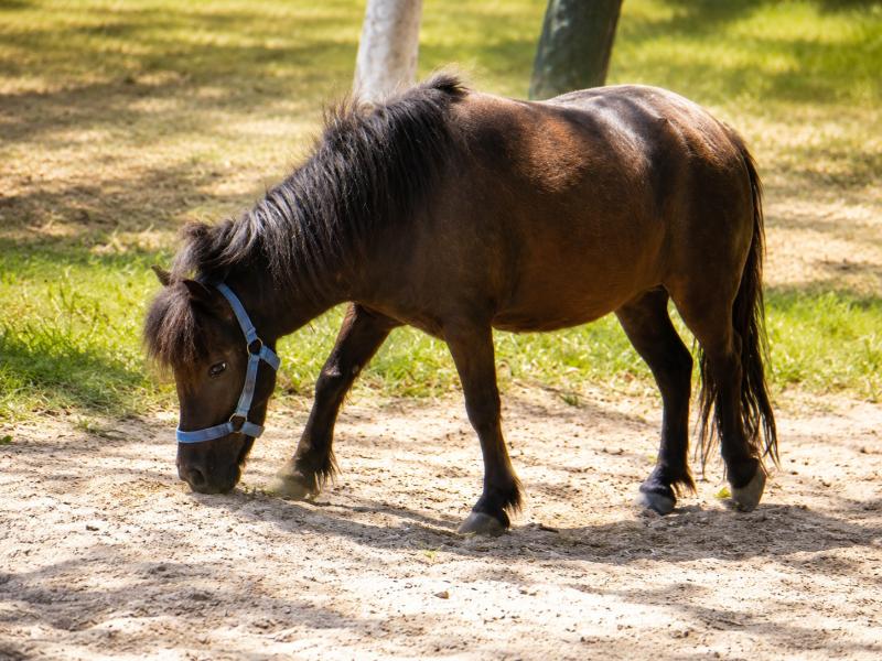 Horseback Riding Rancho Bonanza
