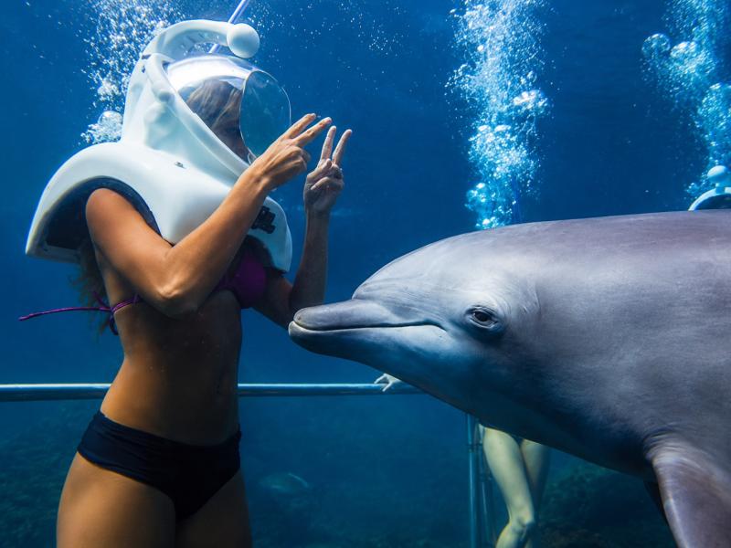 Dolphin Trek