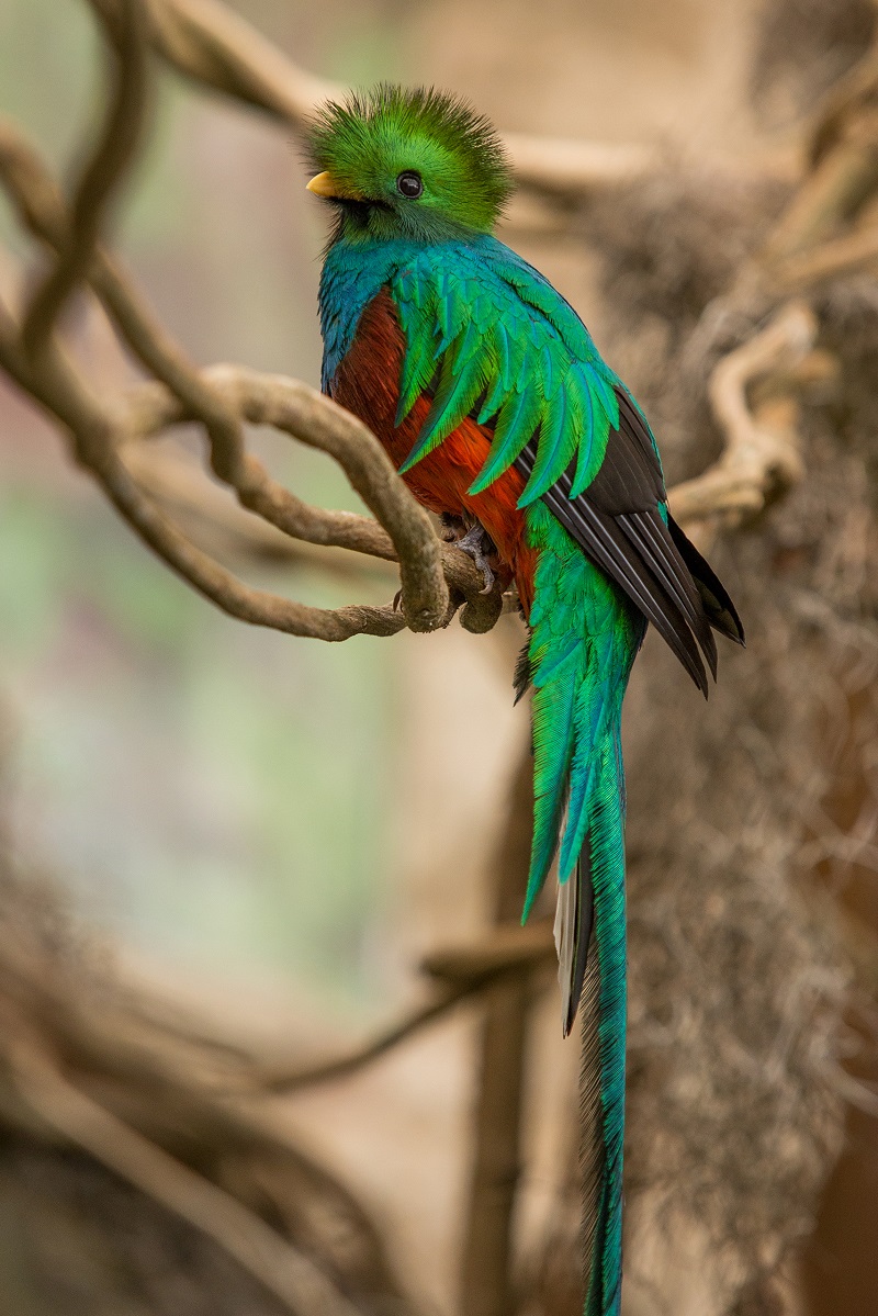 Xcaret 