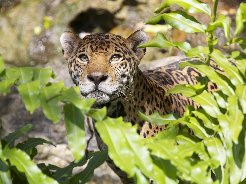 Xcaret 