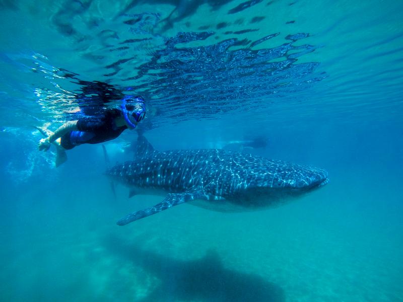 Experiencia Tiburón Ballena