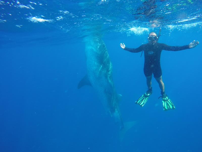 Experiencia Tiburón Ballena