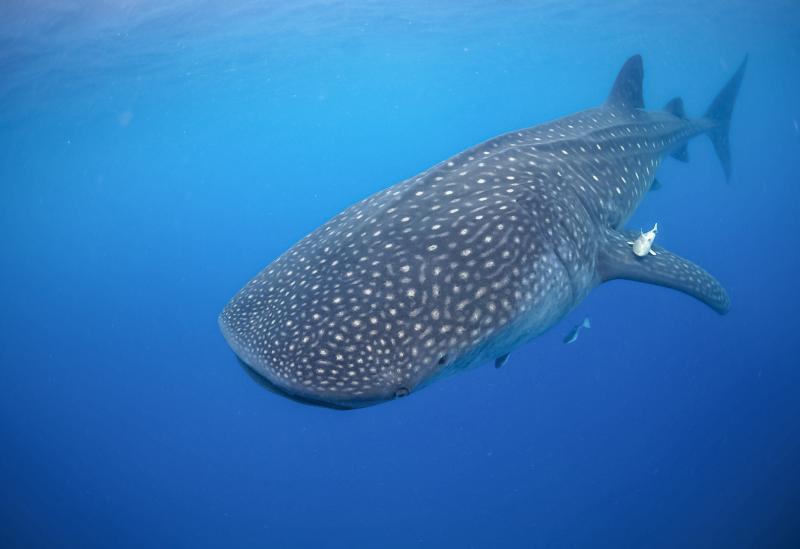 Experiencia Tiburón Ballena