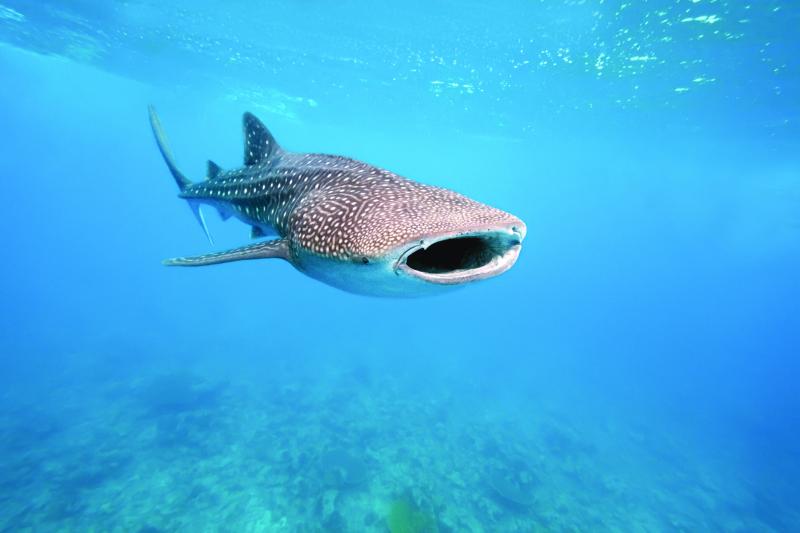 Experiencia Tiburón Ballena