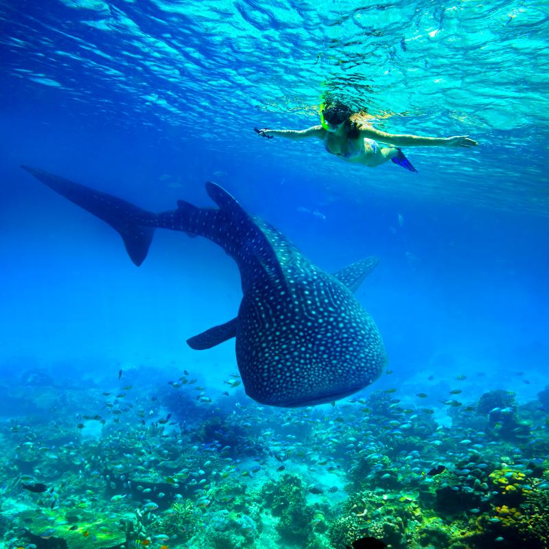 Experiencia Tiburón Ballena