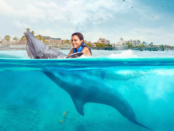 Akumal Dolphin Royal Swim