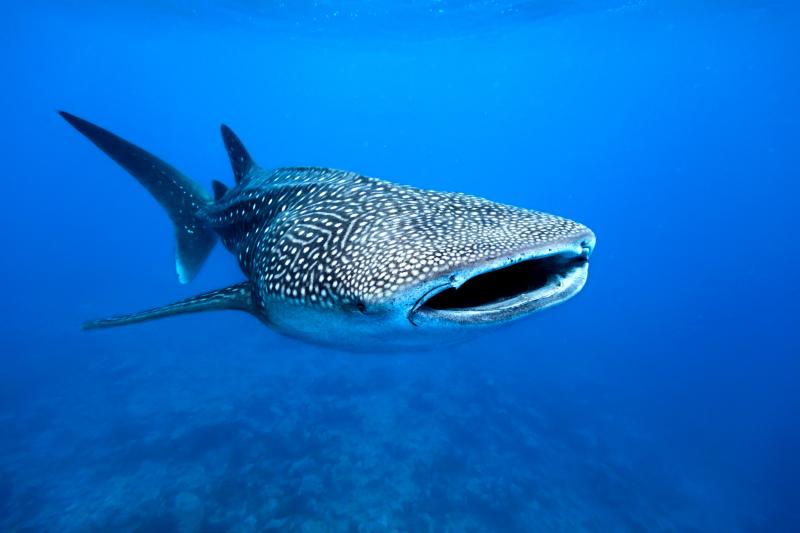 Experiencia Tiburón Ballena