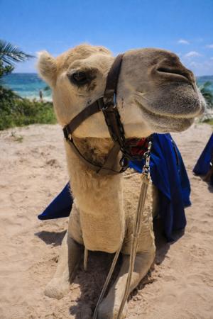 Camel Caravan Expedition + Day Pass