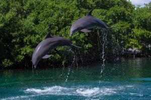 Interax Acuario