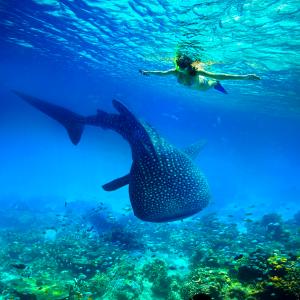 Experiencia Tiburón Ballena